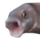 :pogfish: