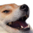 :doge_laugh: