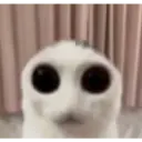 :cat_alien: