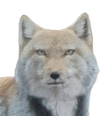 :goneinsanewolf: